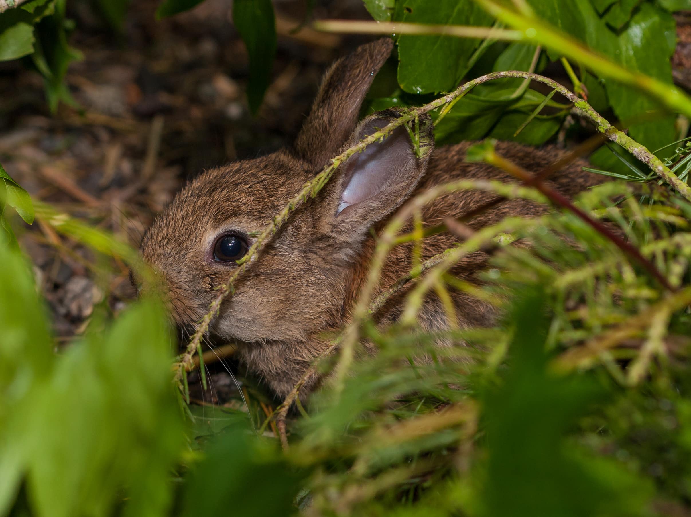 Types of hot sale wild rabbits