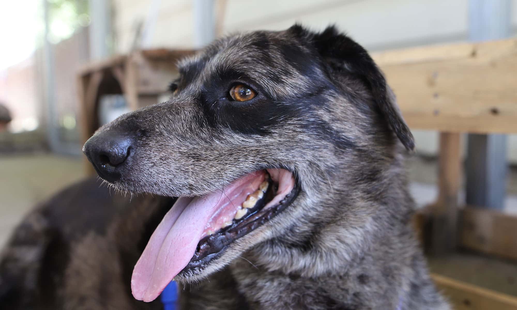 Kennel Attendant PAWS