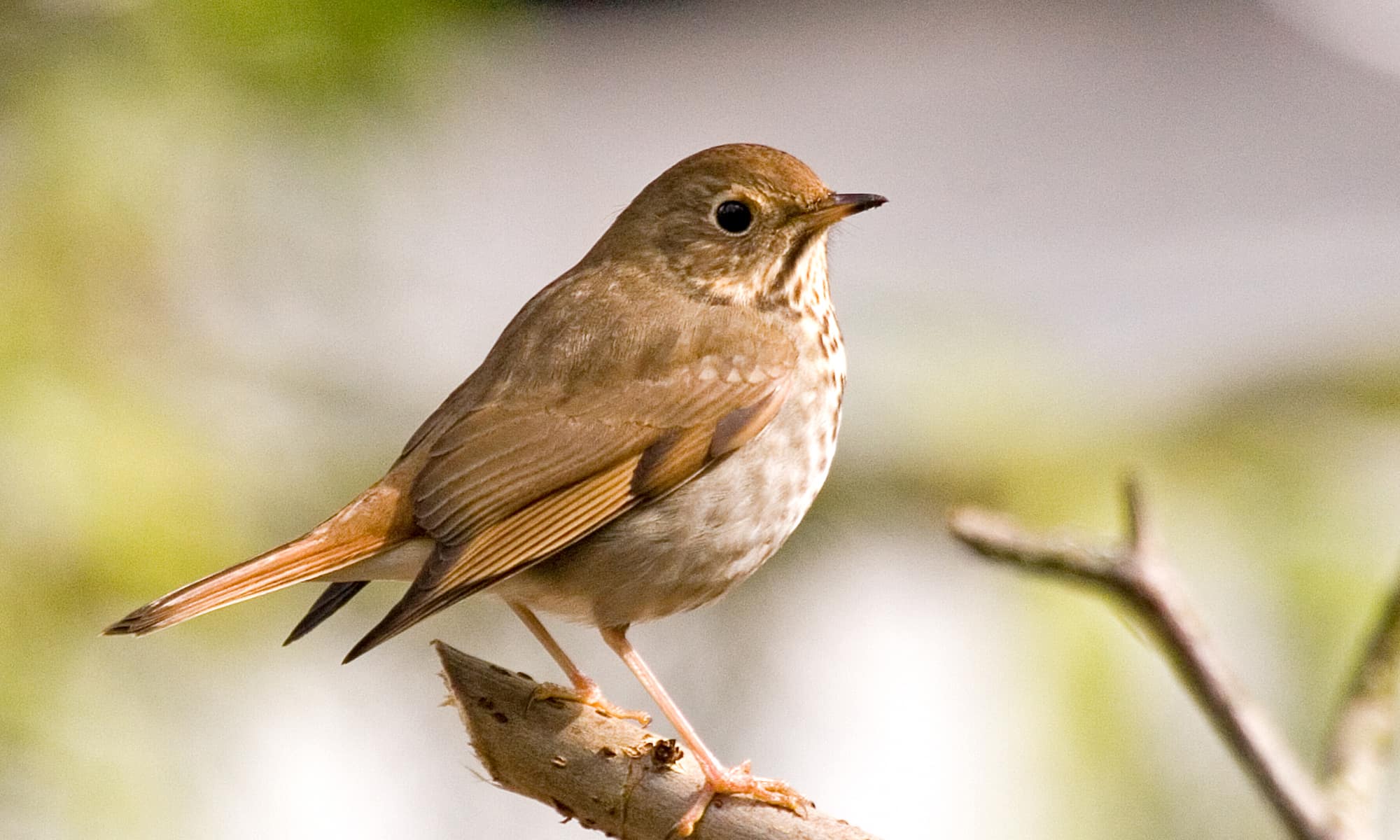 Backyard Wildlife Sanctuary Programs - PAWS