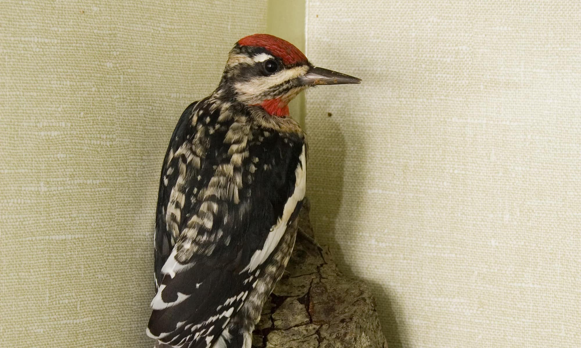 Red-naped Sapsucker