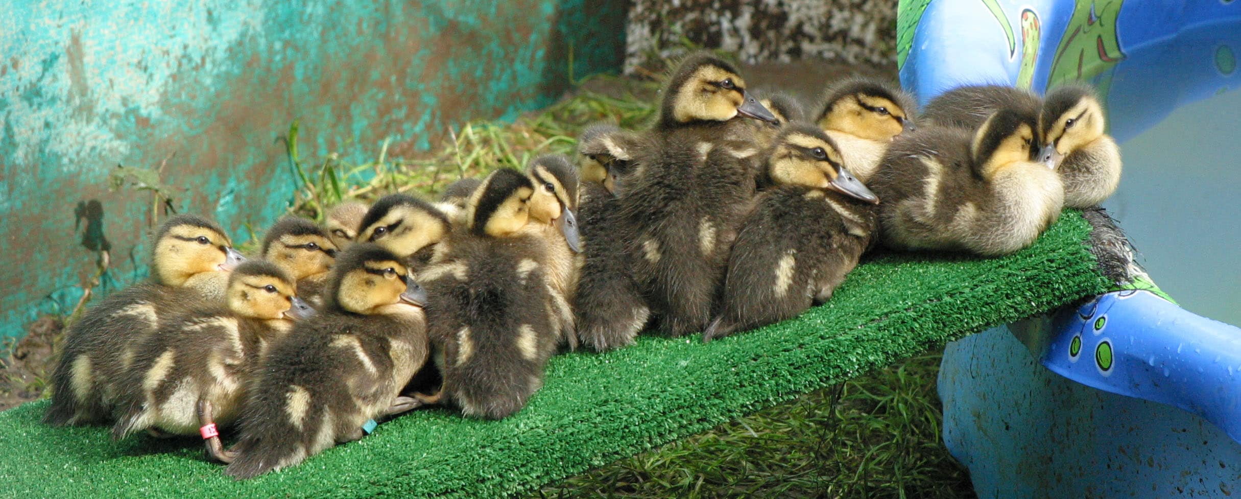 Baby Goose - Identification, Diet & More