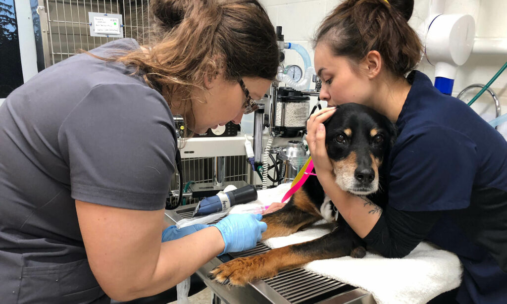 CAS Medicine Externship Application - PAWS