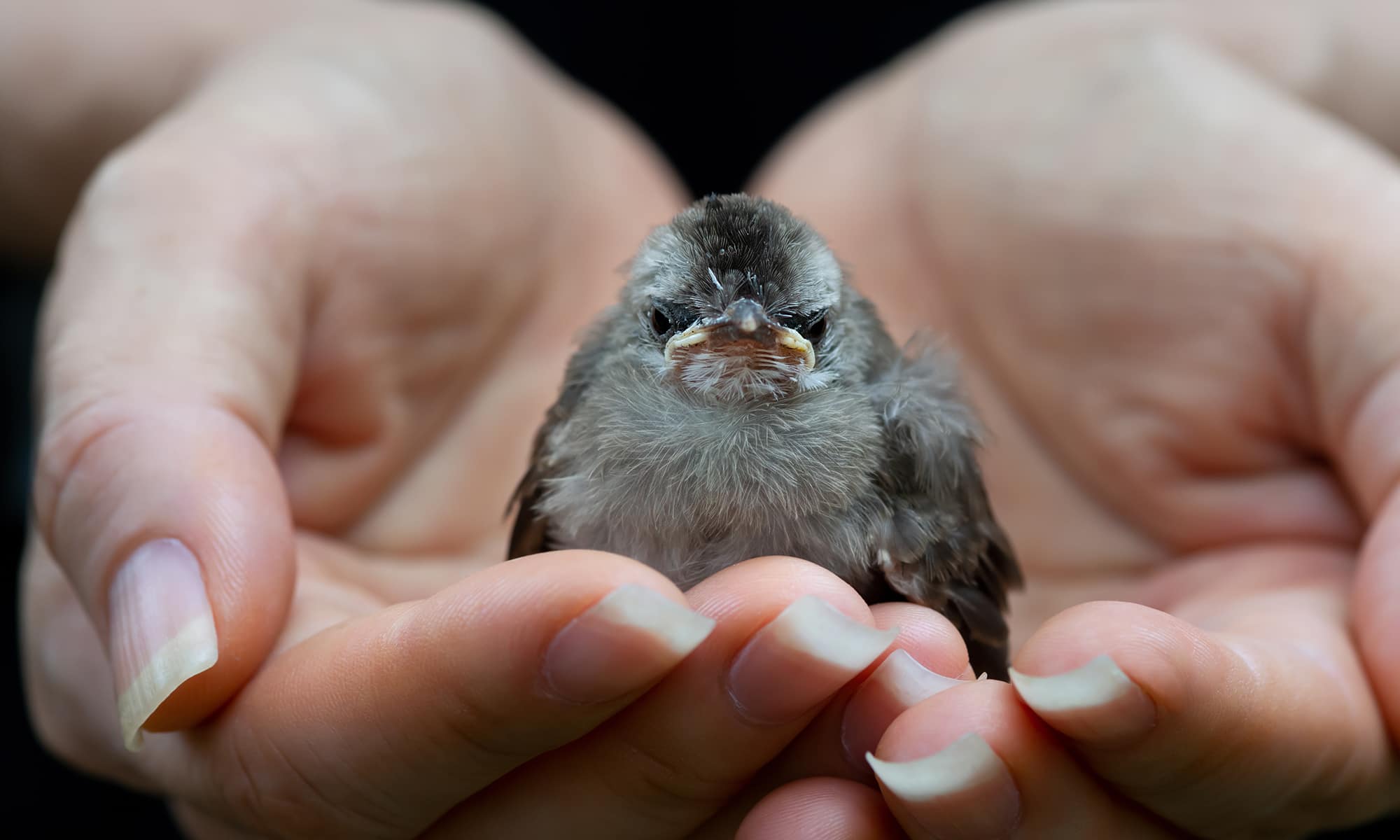 What to do if you find a baby bird