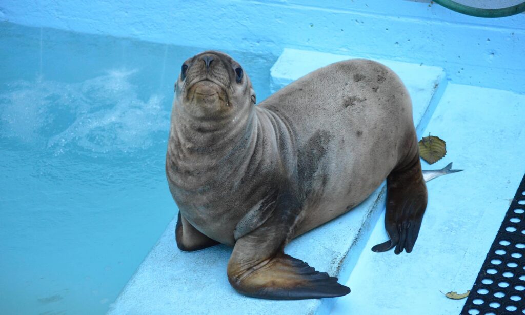 Steller Sea Lions | PAWS