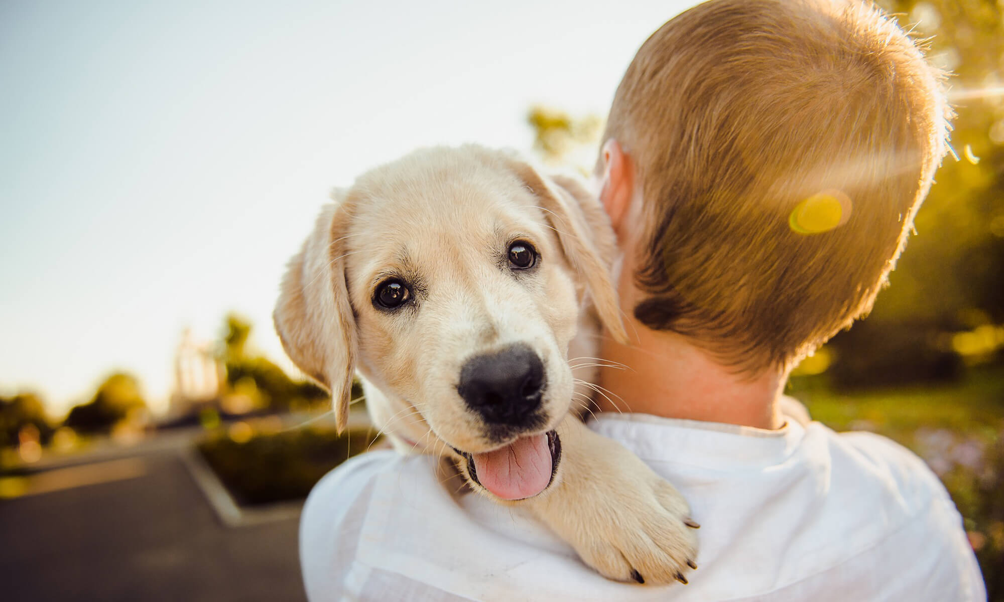 How To Help Separation Anxiety In Dogs For Back To Work