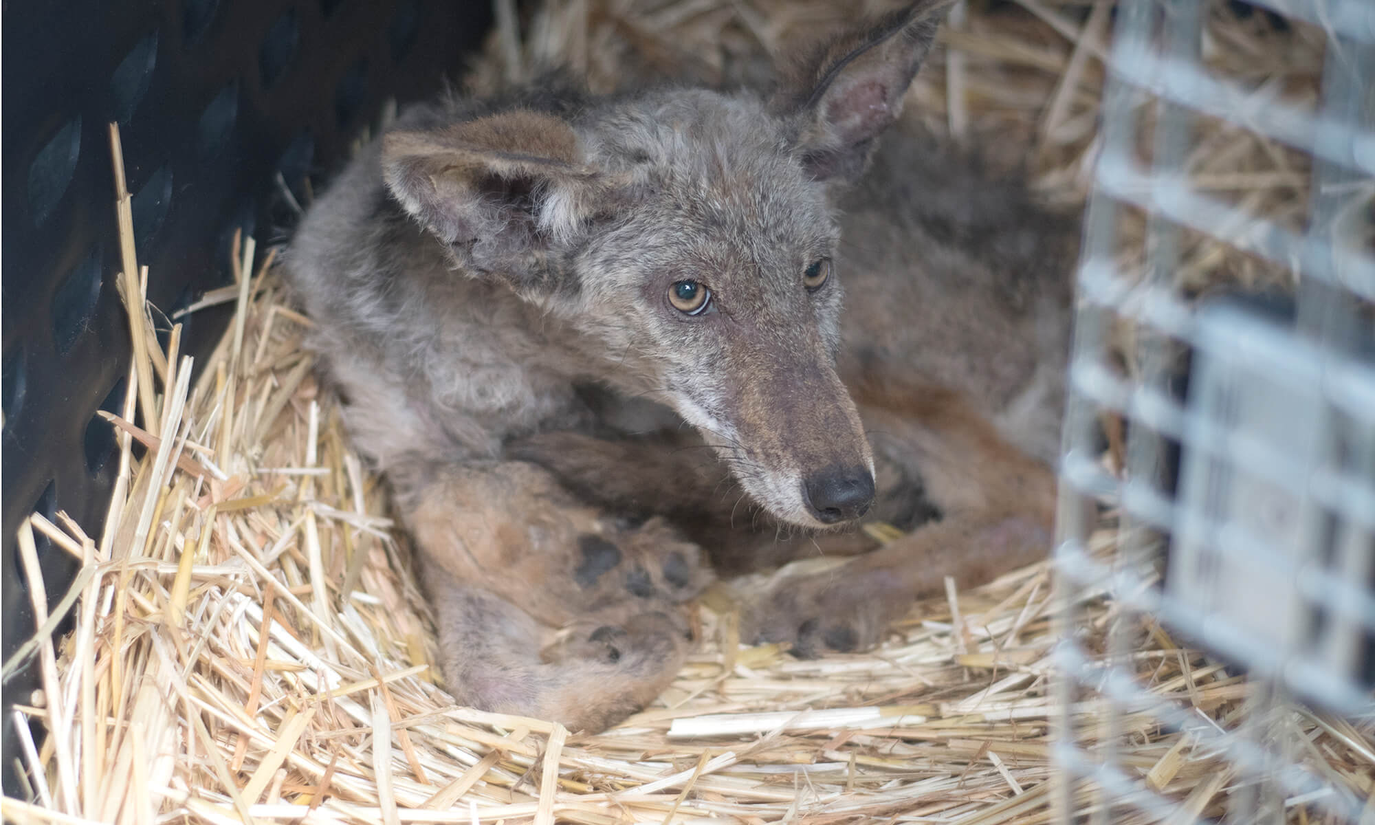 Coyote - PAWS