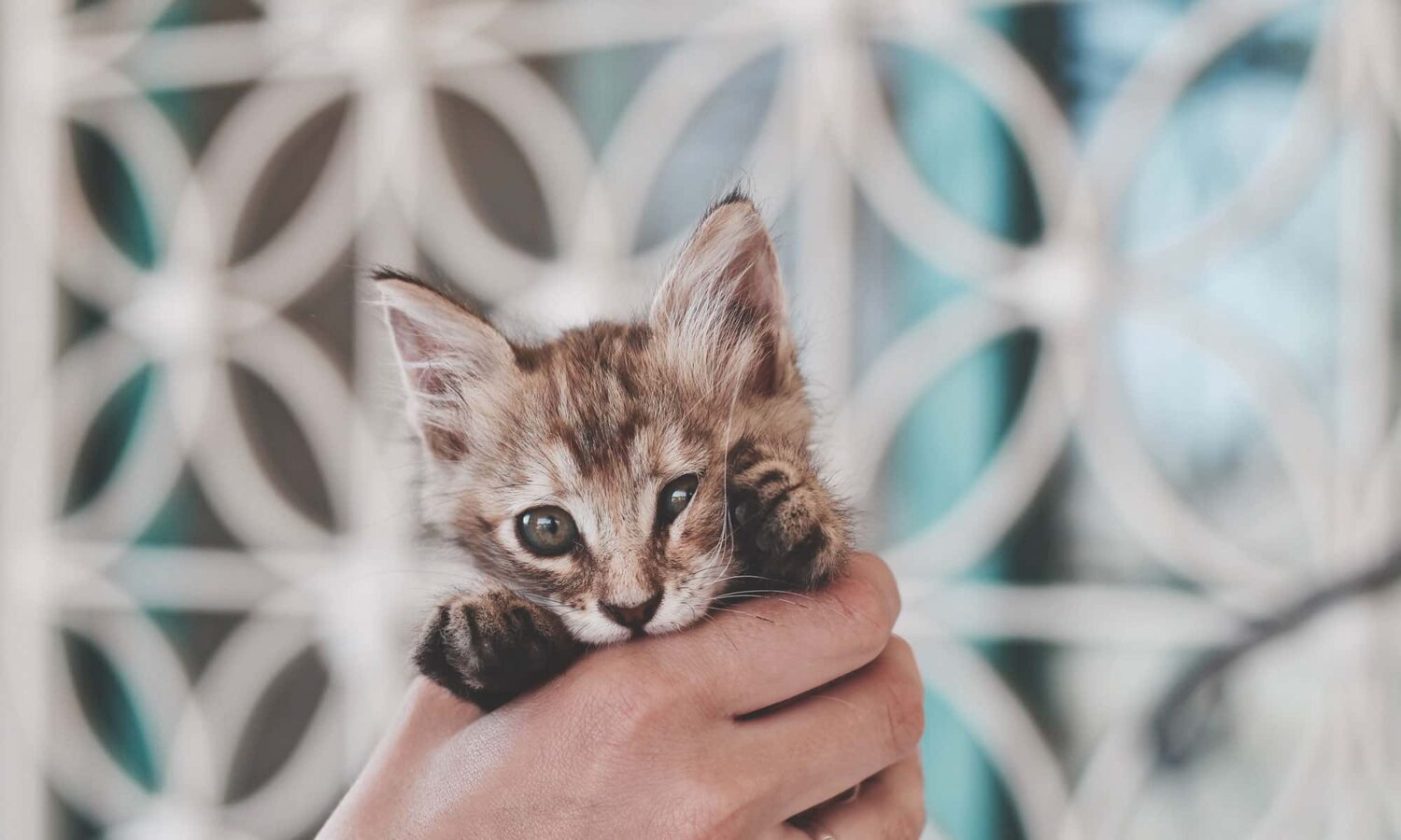 15 Small Cat Breeds That Are Kittens for Life