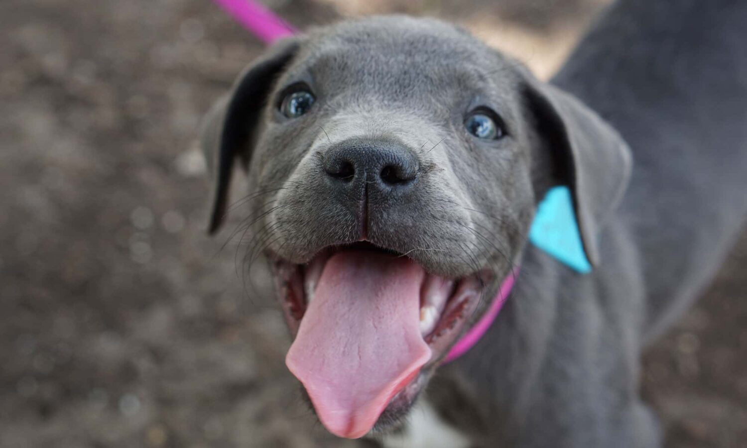 Dealing with Normal Puppy Behavior Chewing PAWS