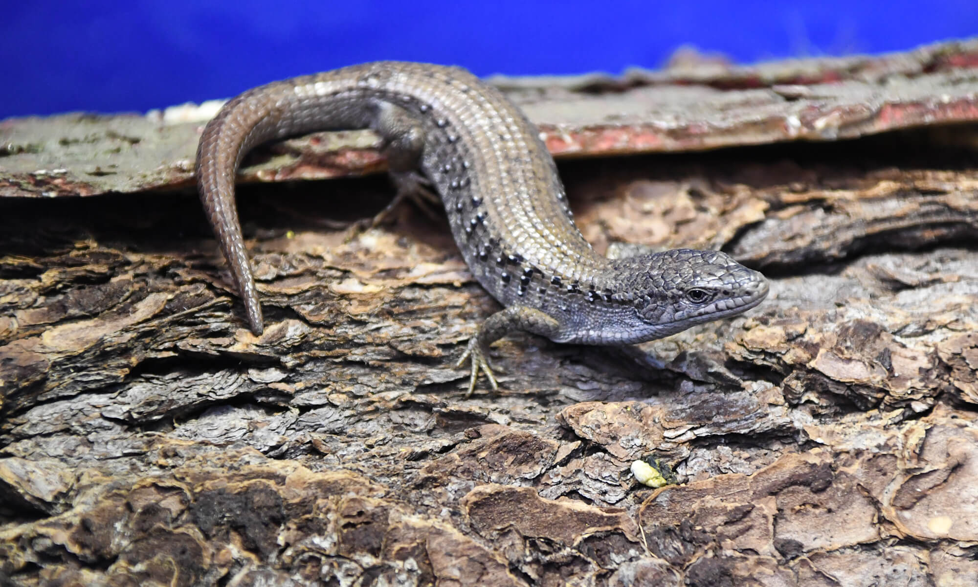 Northern Alligator Lizard Paws