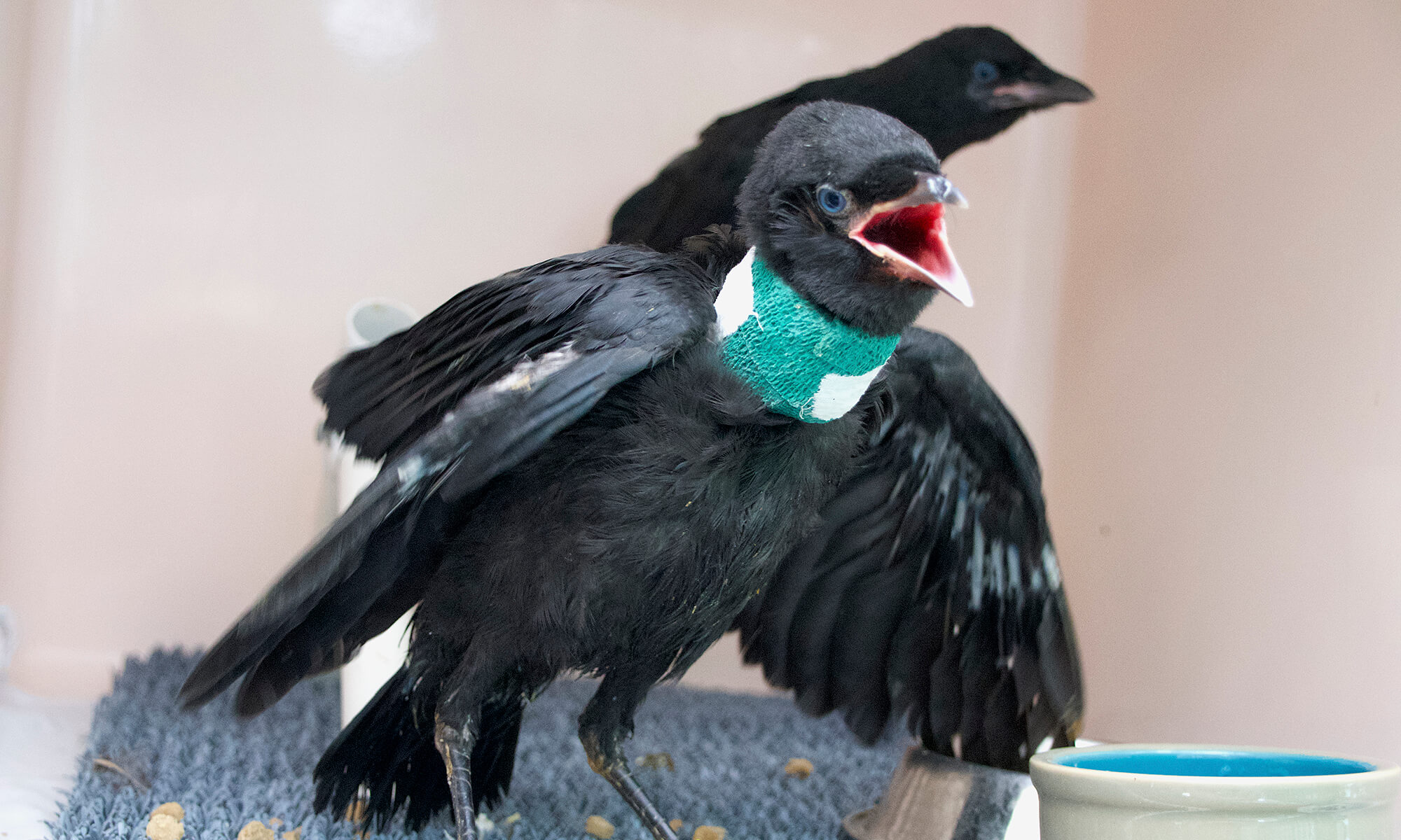 PAWS | Young American Crow brought to PAWS with neck trauma | PAWS