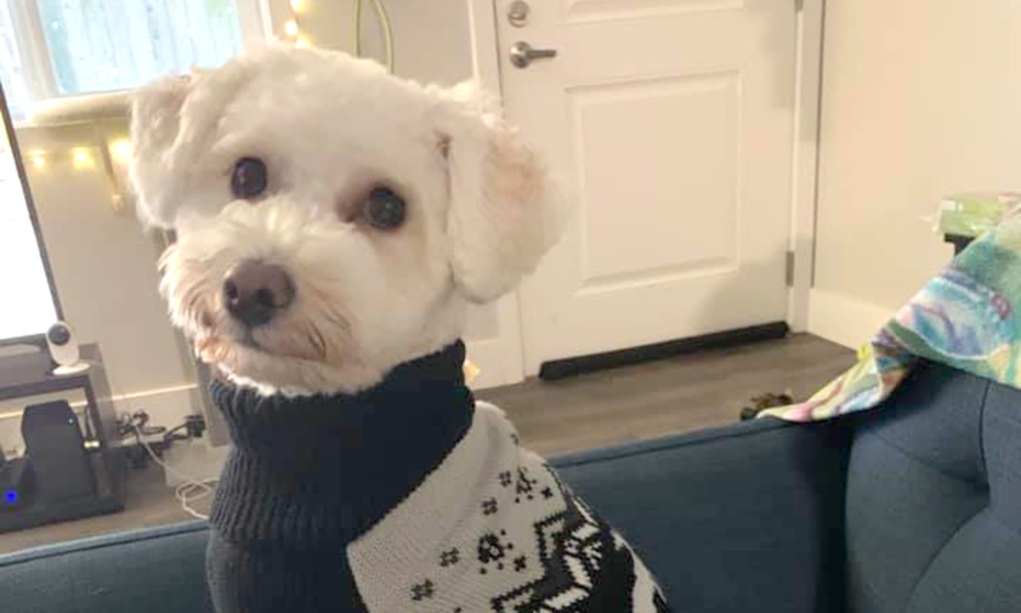 a dog that looks like a snowball